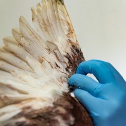 2019-website-Vogelhospitaal-vogel-vleugel-1